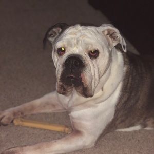 Meet your Posher, Frank